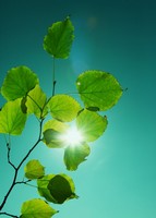 descargar wallpaper de Naturaleza